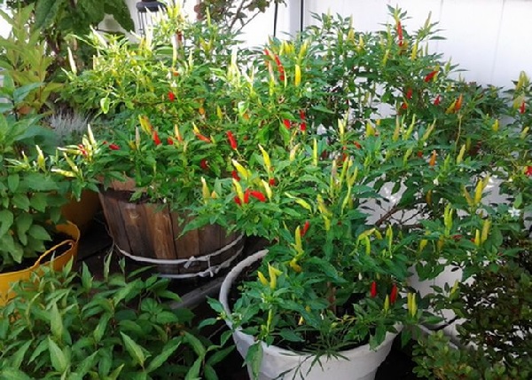 trồng ớt tại nhà