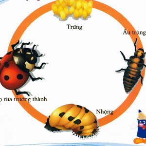 Bọ Rùa Và Cách Phân Biệt Bọ Rùa Có Lợi Hay Hại
