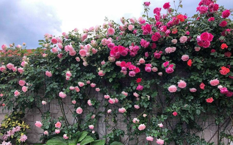 Hoa hồng leo đơn (Rosa 'Alberic Barbier')