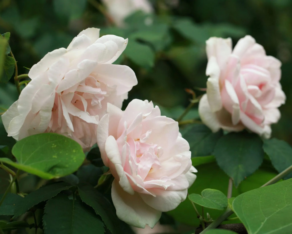 . Hoa hồng leo kép (Rosa 'New Dawn')