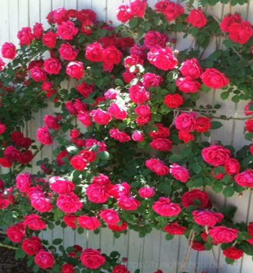 Hoa hồng leo màu đỏ (Rosa 'Blaze')