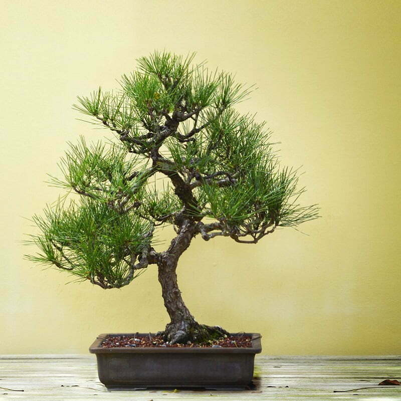 cay bonsai