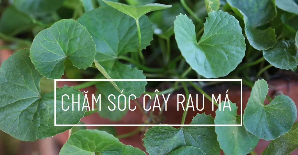 cham soc cay rau
