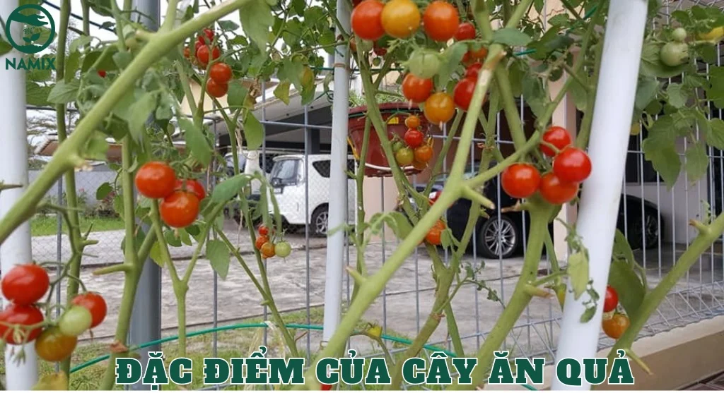dac diem cua cay trong