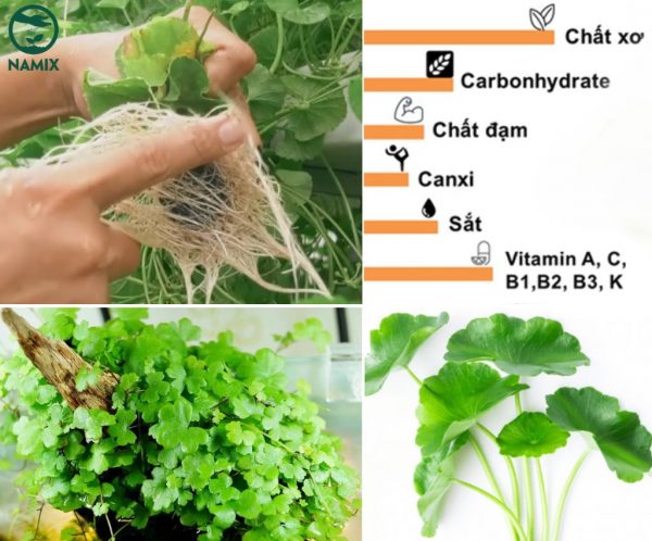 Cách trồng rau má xanh mướt, năng suất cao ngay tại nhà