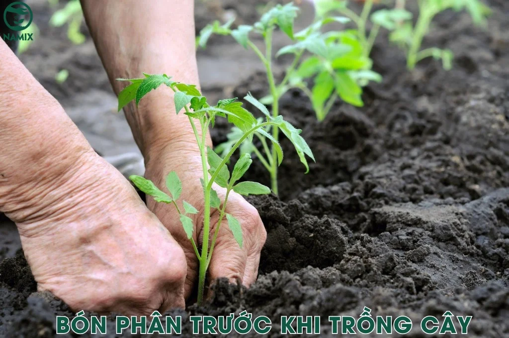 thuong su dung truoc khi trong cay