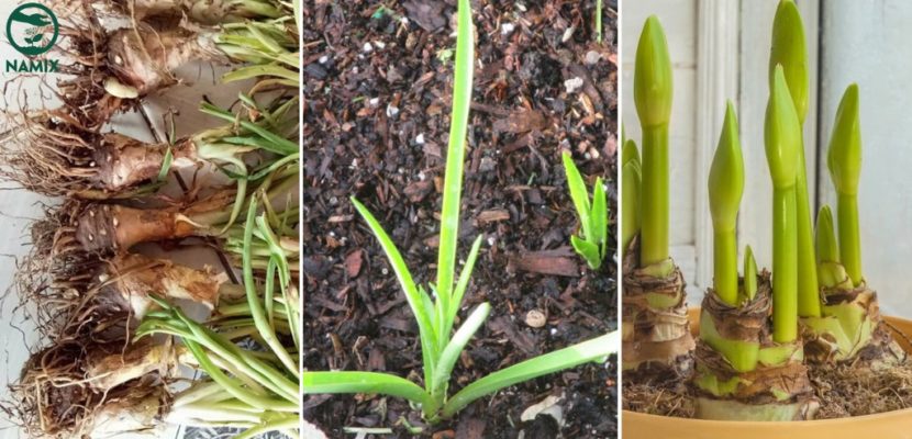Cách trồng hoa huệ siêu đơn giản tại nhà - Hướng dẫn chi tiết nhất