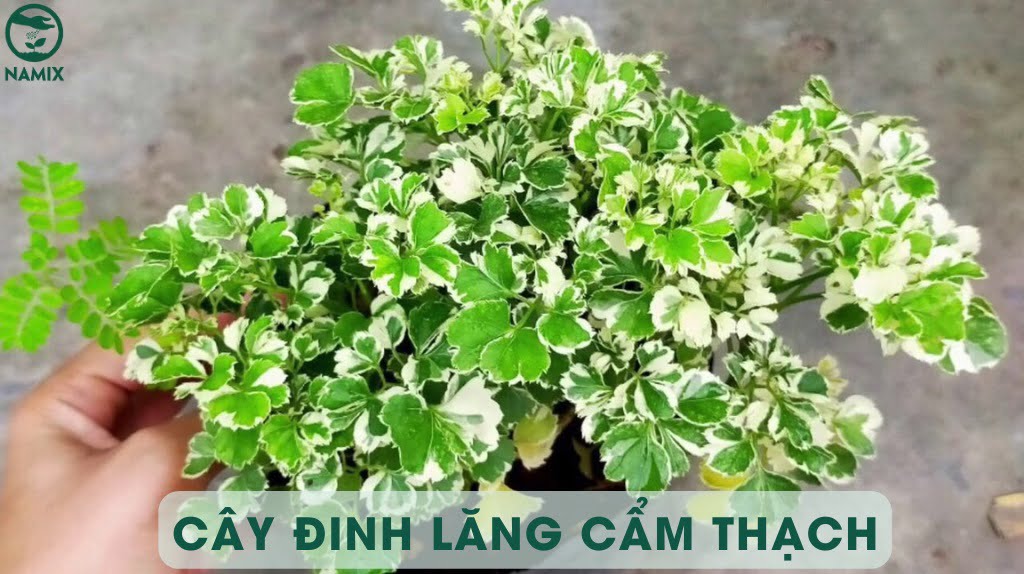 cay dinh lang cam thach