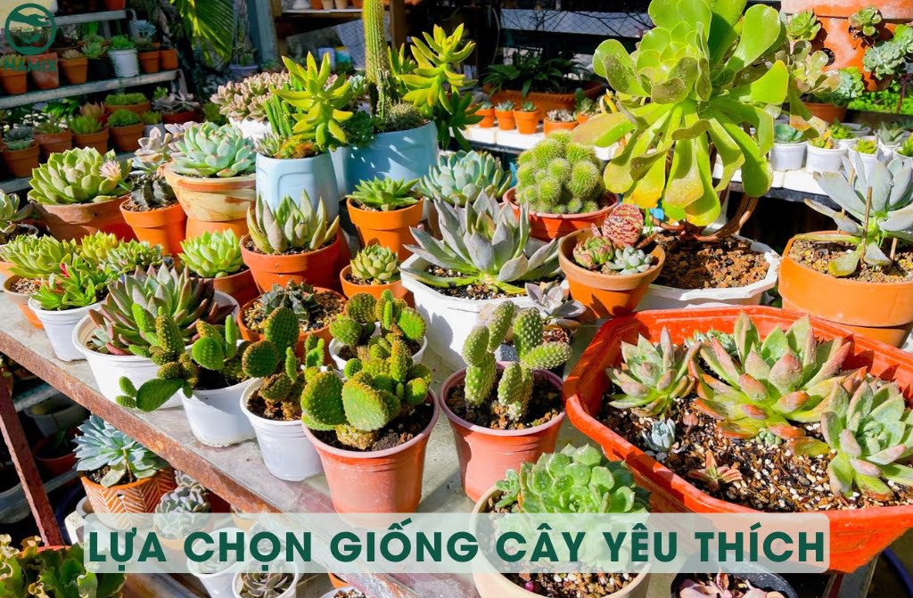 chon giong cay trong yeu thich