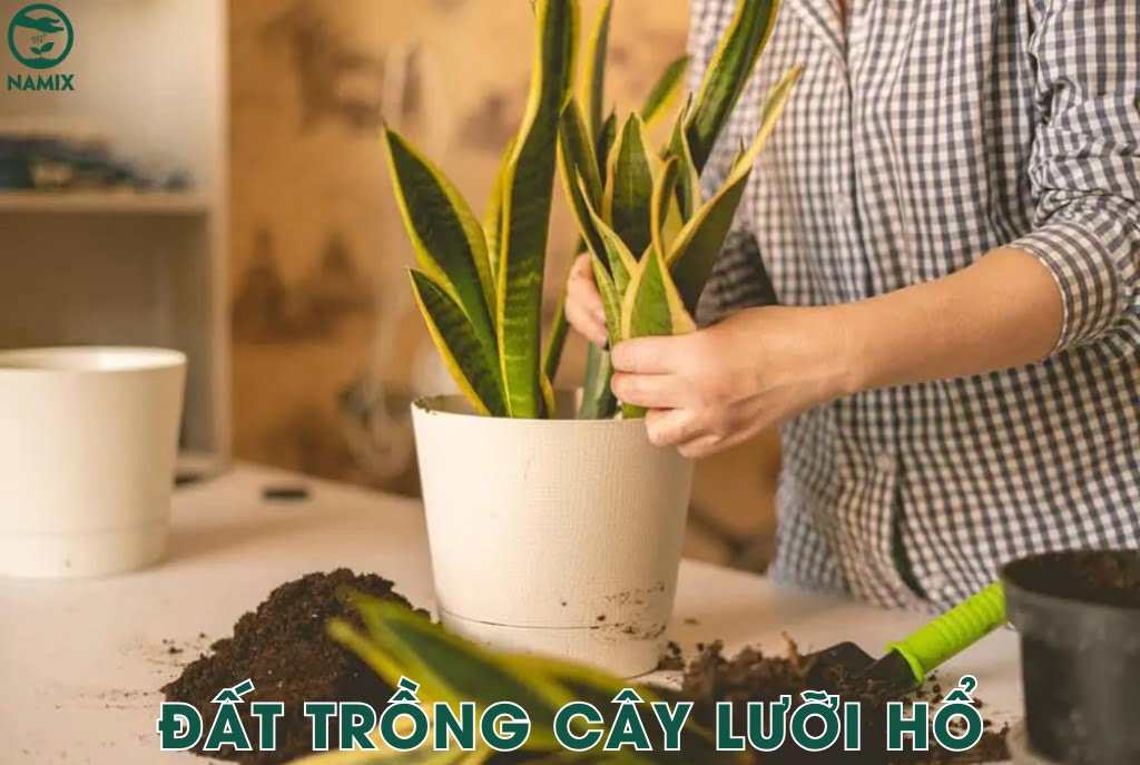 dat trong cay luoi ho