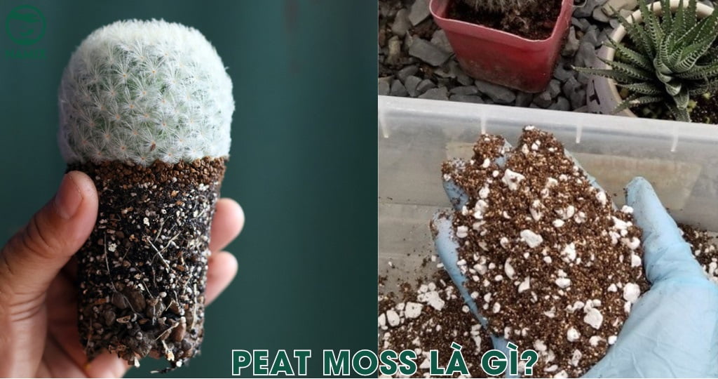gia the peat moss