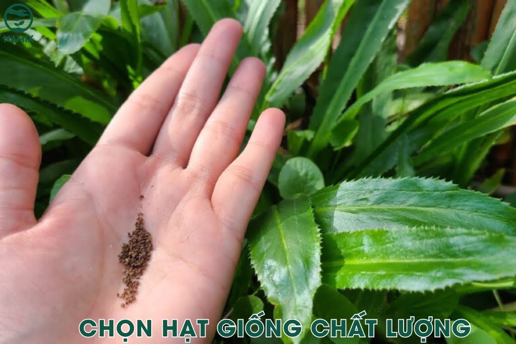 hat giong chat luong