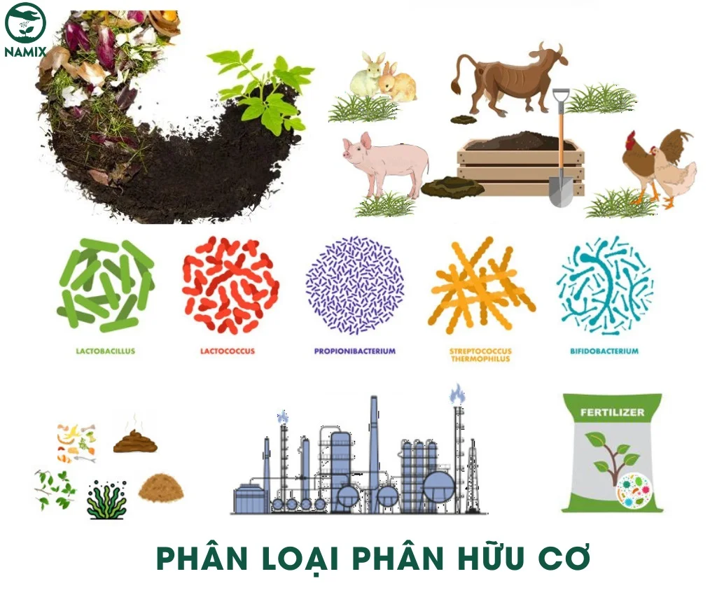 phan loai phan huu co