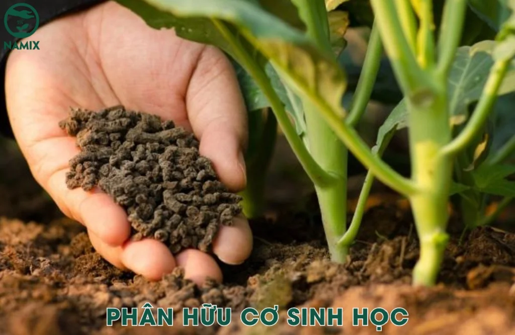 phan sinh hoc