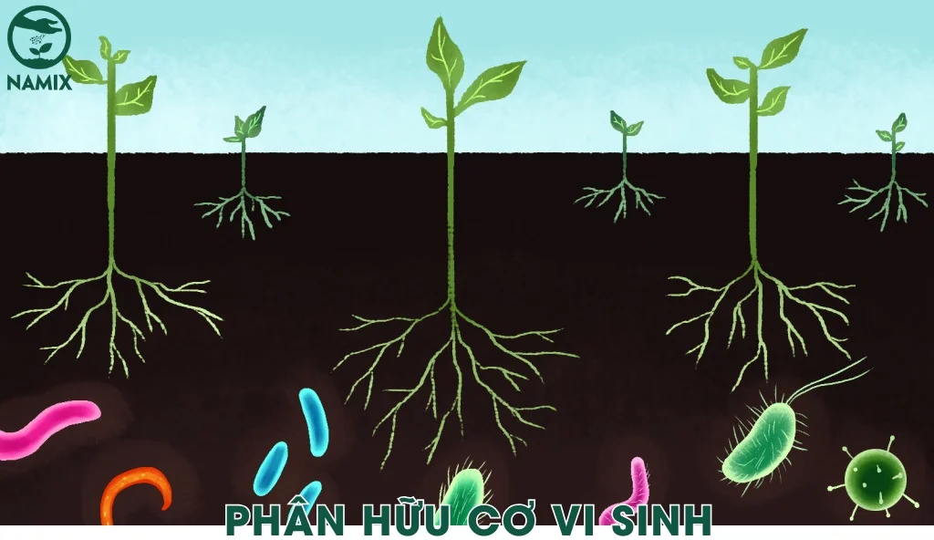 phan vi sinh
