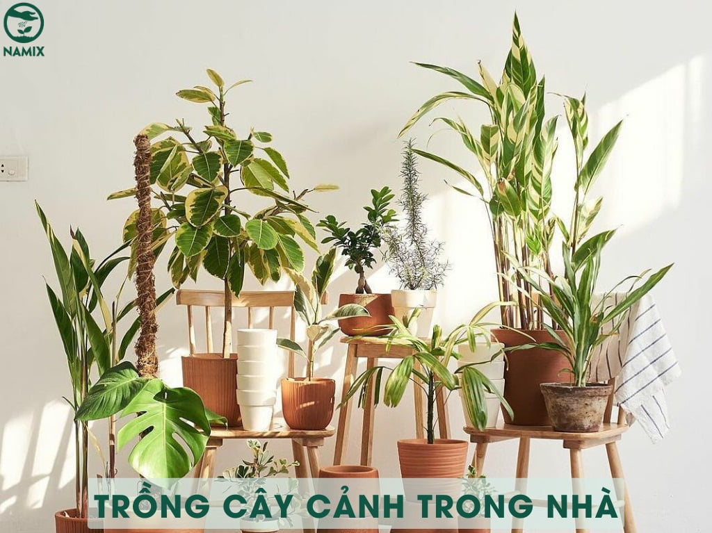trong cay canh trong nha