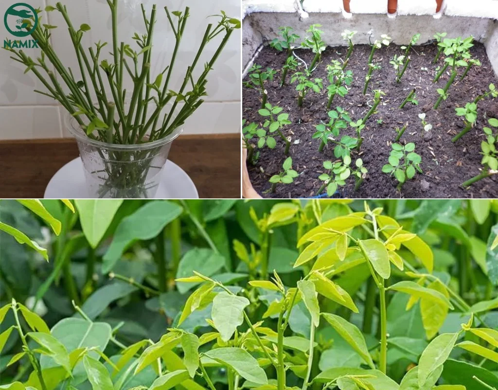 trong rau ngot bang canh