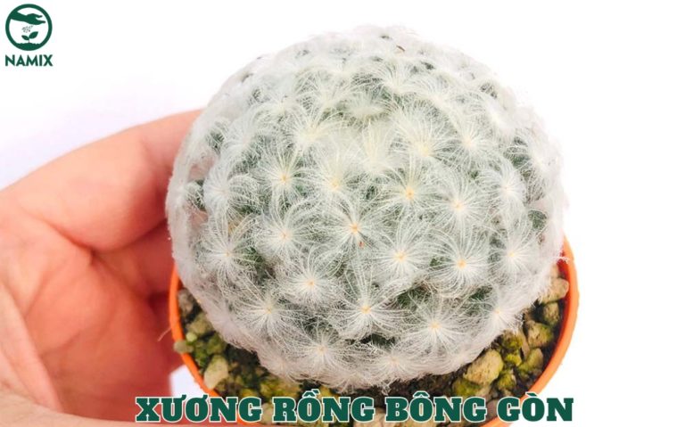 Top 19+ Các loại cây xương rồng đa dạng màu sắc