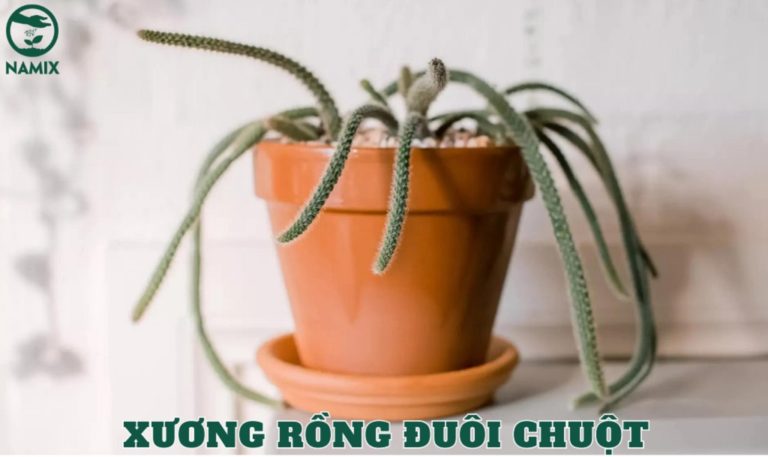 Top 19+ Các loại cây xương rồng đa dạng màu sắc