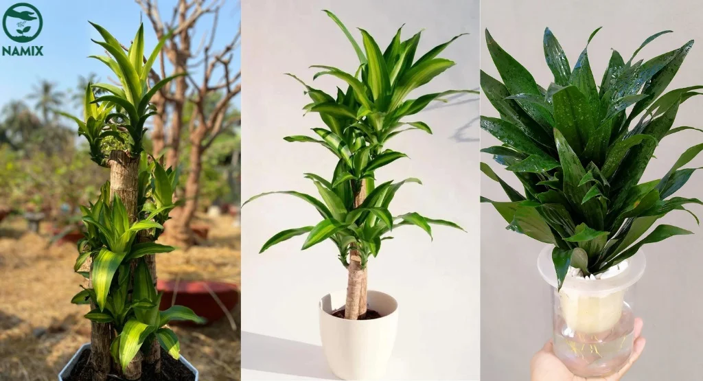 cach cham soc cay canh