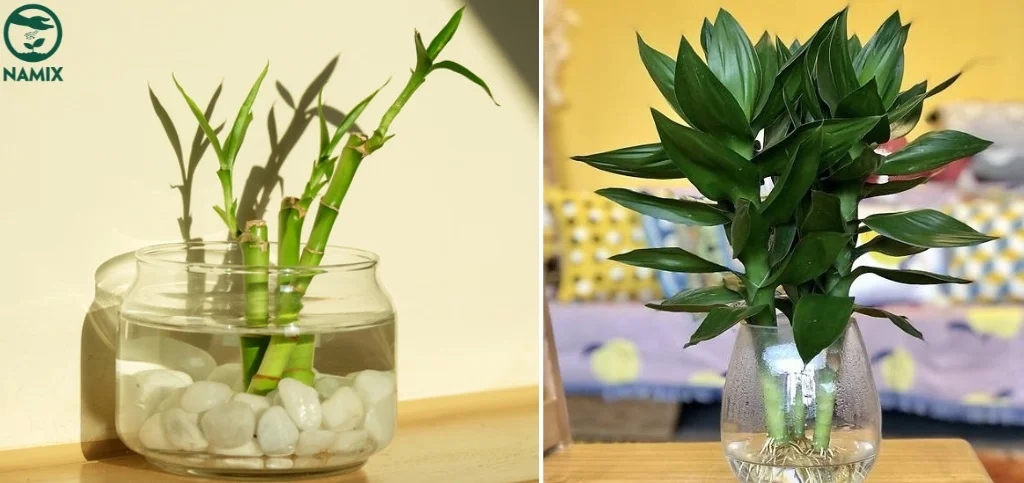 cach trong cay phat tai trong nuoc