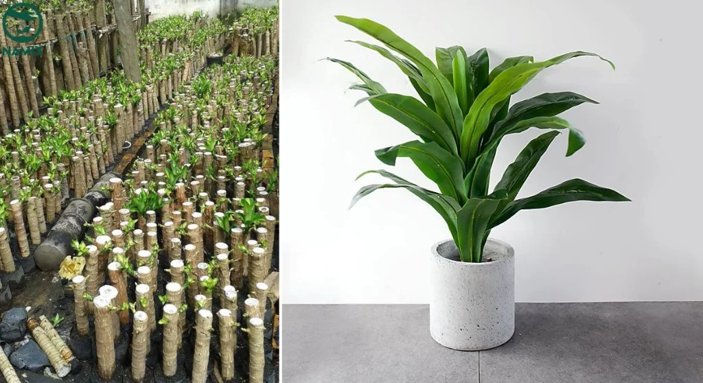 cach trong cay phat tai trong dat