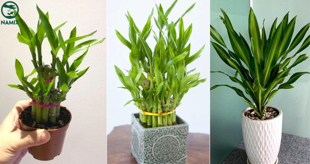 cay canh tot cho phong thuy