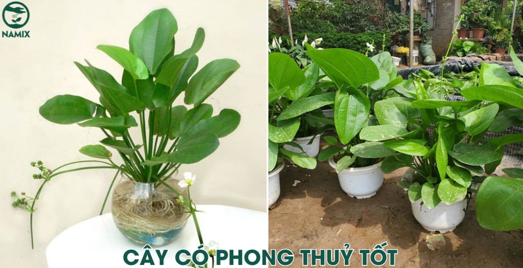 cay co phong thuy tot