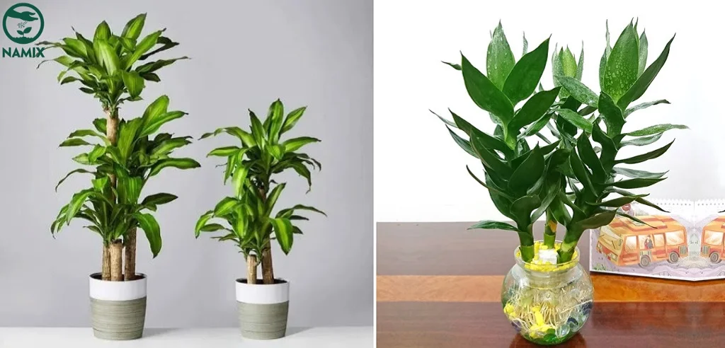 cay phat tai la cay canh trong trong nha