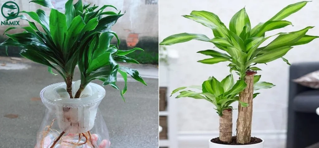 co nhieu cach trong cay phat tai