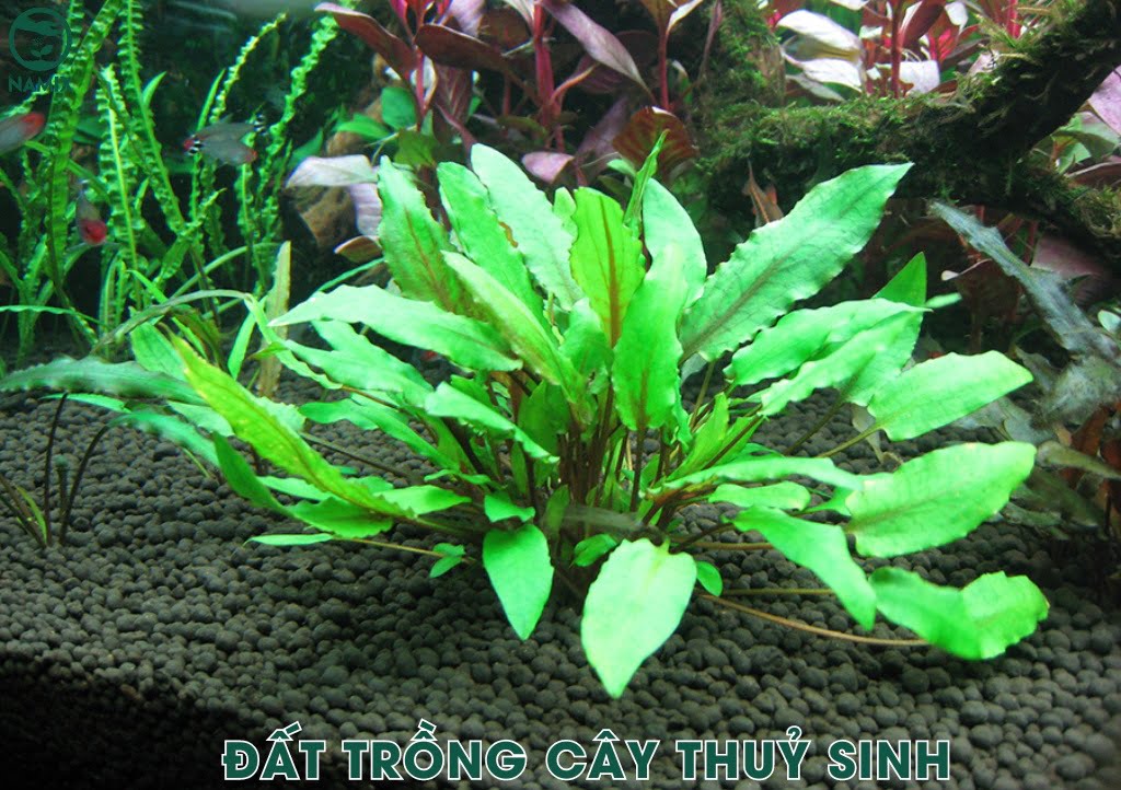 dat trong cay thuy sinh chat luong