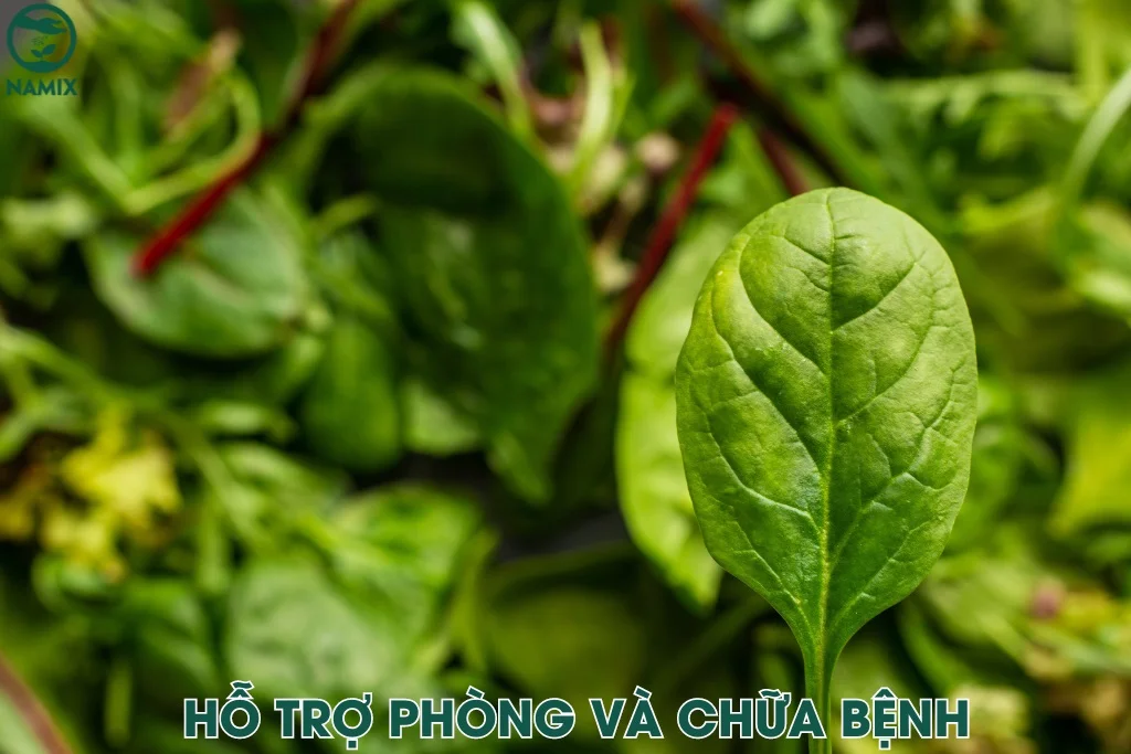 Lợi ích sức khỏe của nước ép rau bina Lợi ích sức khỏe của nước ép rau bina