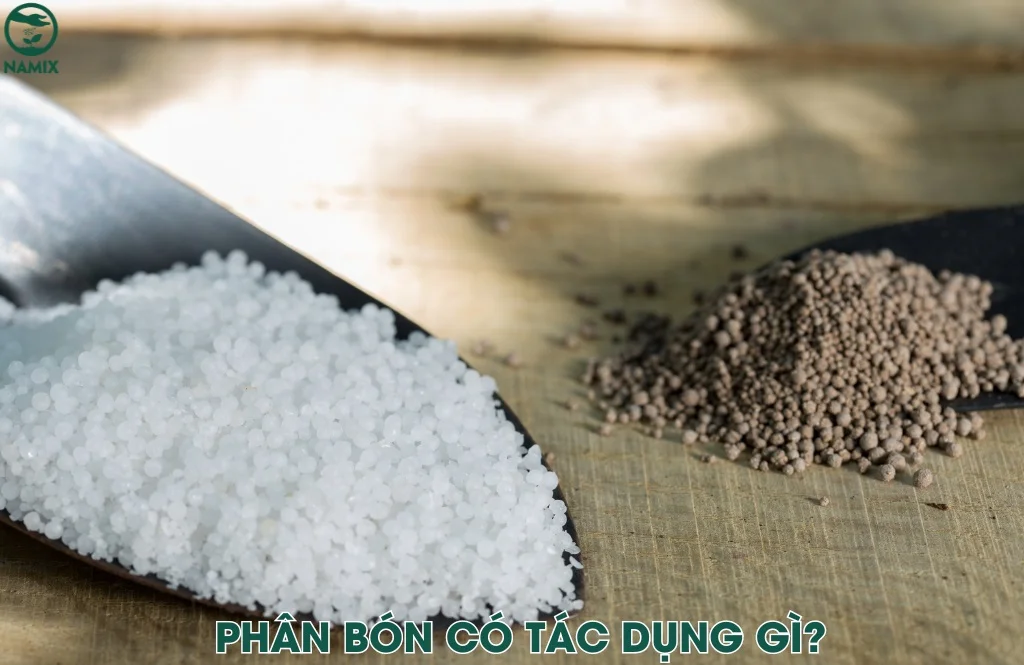 phan bon co tac dung gi
