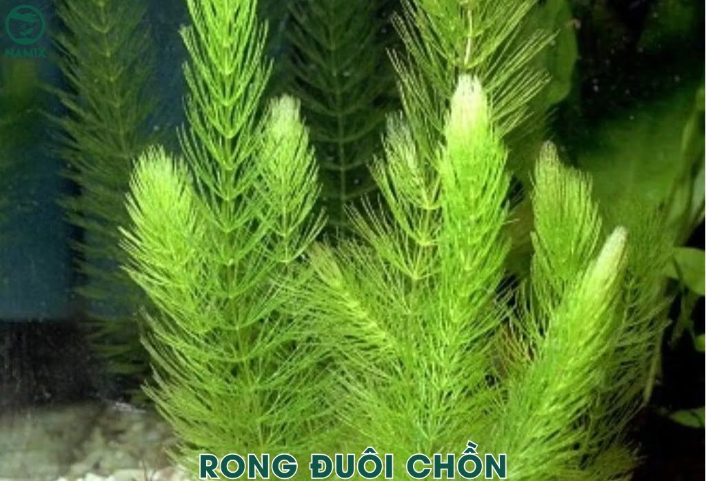 rong duoi chon