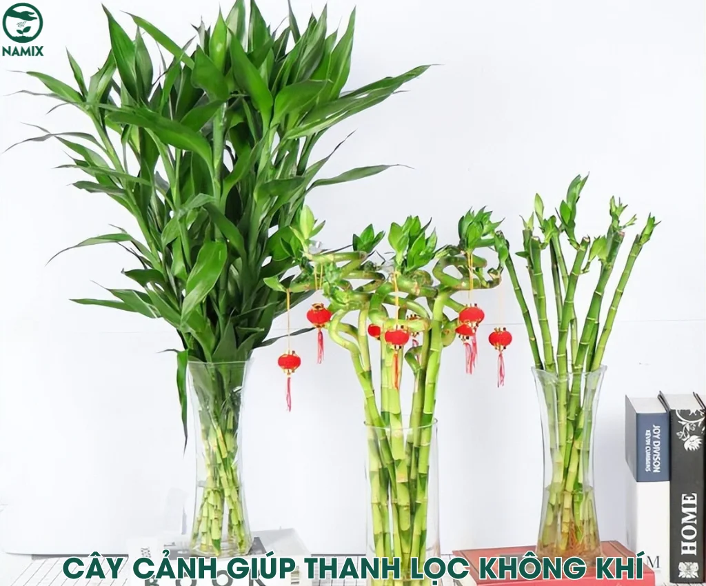 cay canh giup thanh loc khong khi
