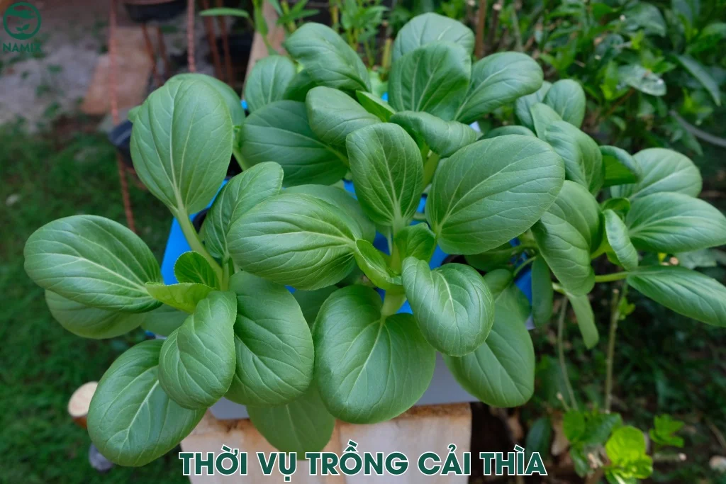 thoi vu trong cai thia