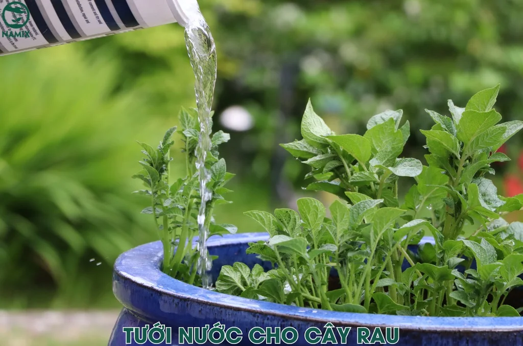 tuoi nuoc cho rau