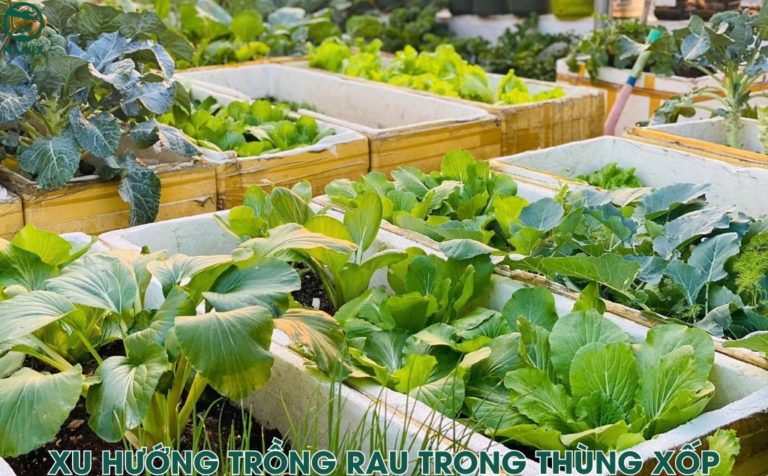 Cách trồng rau trong thùng xốp tại nhà luôn tươi xanh