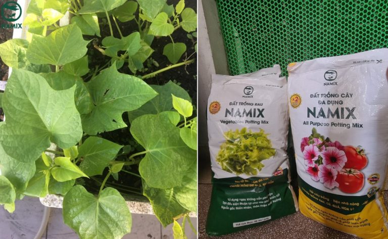 Cách trồng rau lang siêu ngọn tại nhà, nhanh thu hoạch