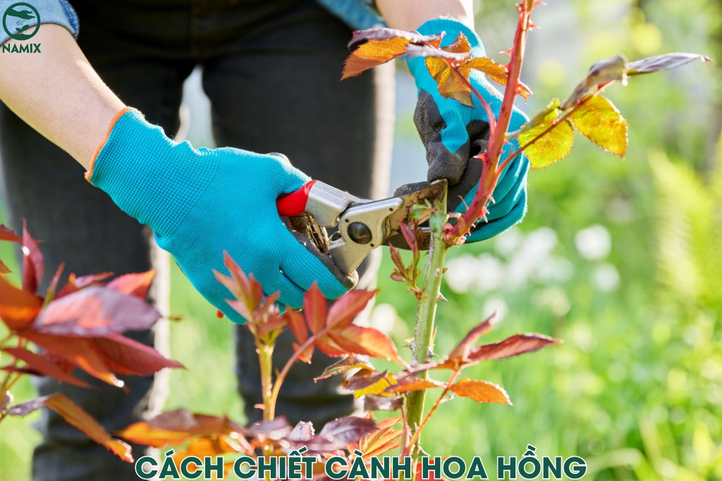 cach chiet canh hoa hong