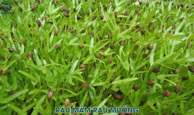 Top 11 các loại rau mầm tốt cho sức khỏe và dễ trồng nhất