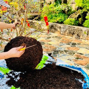 thay dat cho cay mai vang