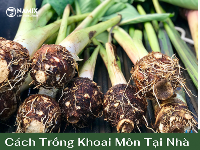 Cách trồng khoai môn tại nhà đảm bảo củ ngon ngọt