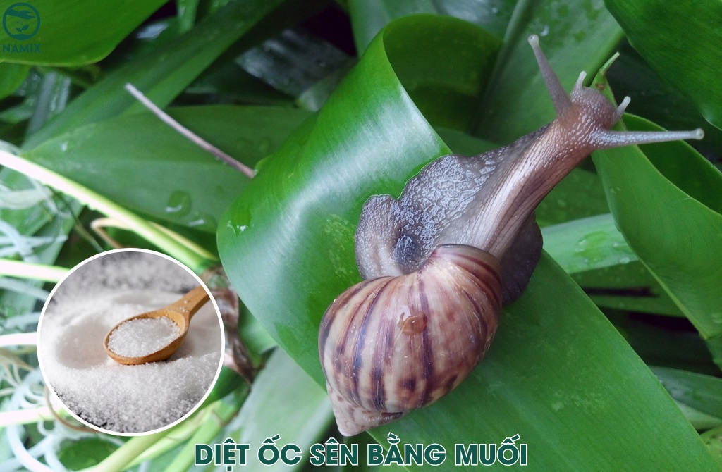 dung muoi