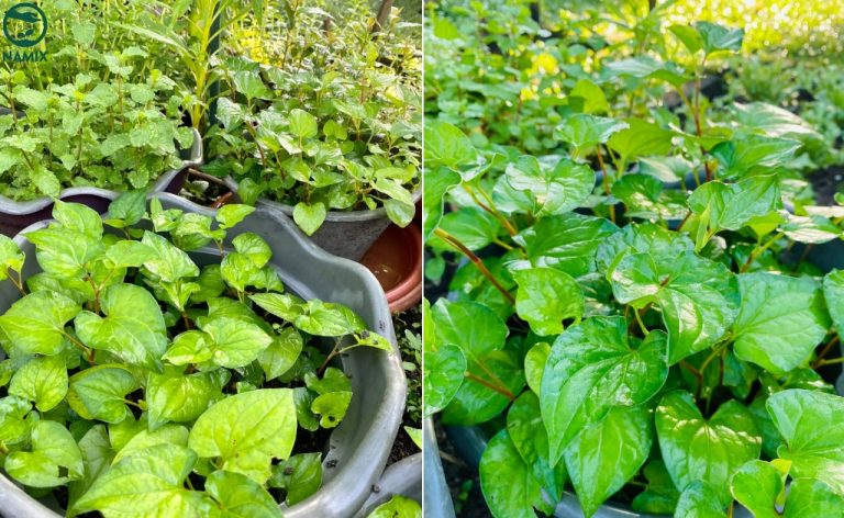 Các loại rau ăn lá dễ trồng, dễ chăm, thu hoạch quanh năm