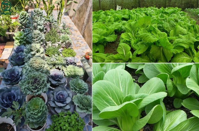 Top 13+ Các loại rau ưa bóng râm, dễ trồng, dễ chăm