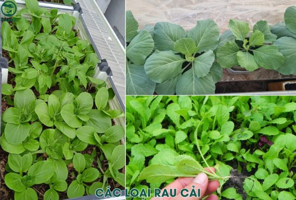 Các loại rau trồng ngắn ngày đơn giản - Rau lớn nhanh như thổi