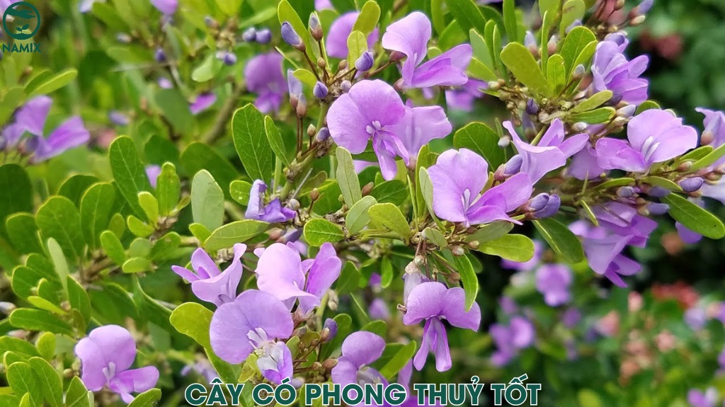 cay co phong thuy tot