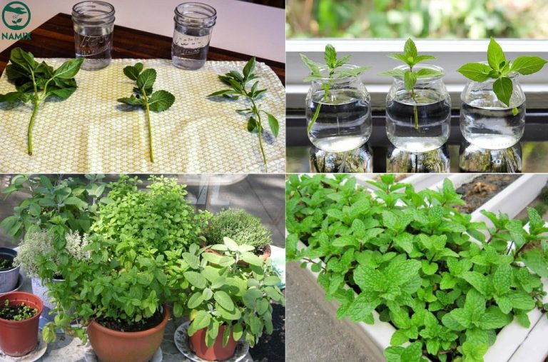 Cách trồng các loại rau thơm đơn giản tại nhà - Ai cũng trồng được