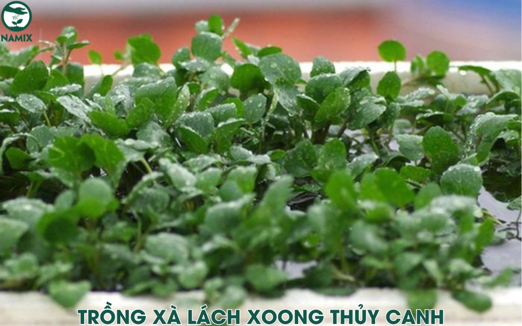 cach trong rau xa lach xoong thuy canh